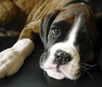 Boxer puppy